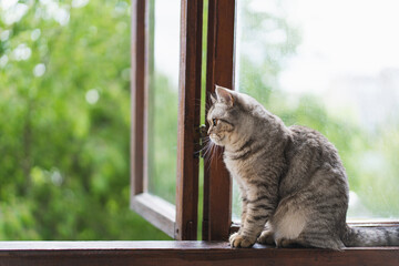 Cute cat of the Scottish straight sitting on the windowsill