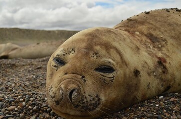 Lobo marino patagonia argentina 