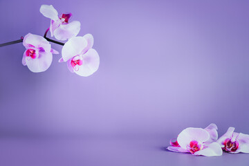Beautiful floral background. White and purple phalaenopsis orchids on a light violet, very peri background. Pastel colors. Tropical flower, branch of orchids. Mockup with copy space. Selective focus.