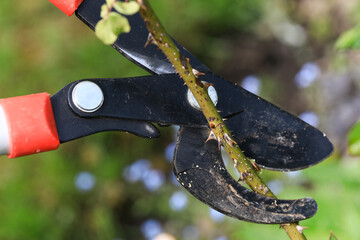 Garden scissors - snippers are pruning off a deseased rose stem of a bush in the garden.