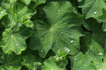 Lush green alchemilla leaves with water drops glistening in sunshine in the perennial garden. 
