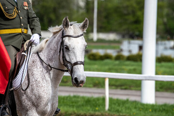 beautiful horse of light color close-up on the hippodrome