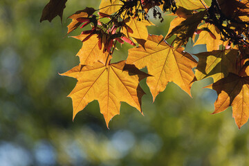 Blätter, im Mai, Gegenlicht, herbstliche Farben