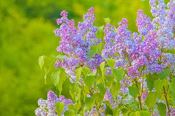 Obraz premium Lilac. beautiful purple flowers, natural spring bouquet, soft selective focus.