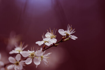 Blüten Makro