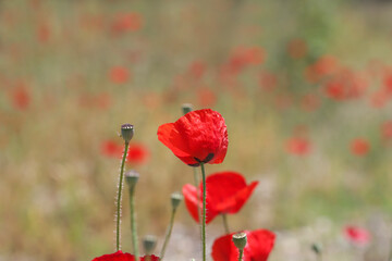 Red poppies in nature. Beautiful flowers of May.