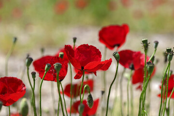 Red poppies in nature. Beautiful flowers of May.