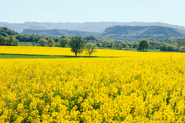 Yellow rapeseed fields at spring in Catalonia, in the background a blue sky, natural light.