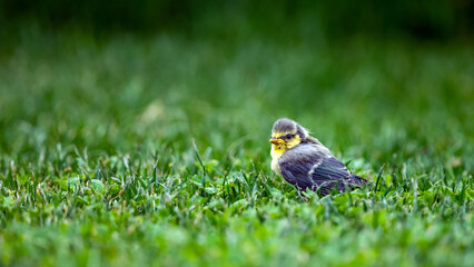 Junge Blaumeise (Cyanistes caeruleus) auf einer gemähten Gartenwiese