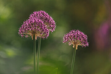 Kugellauch, Dolden, pink, soft, unscharfer Hintergrund