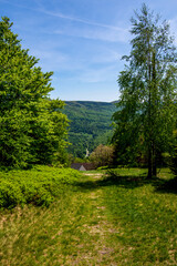 mountain trail seen through the trees  / górski szlak widziany między drzewami
