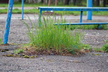 Fototapeta premium A bundle of grass broke out of the asphalt pavement
