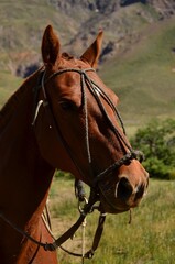 Fototapeta premium portrait of a horse in a field
