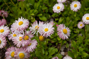 Spring background with flowers daisies.