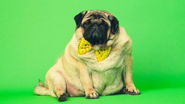 Beige fat pug with yellow bow tie on green background. Cute dog with obese posing in studio.