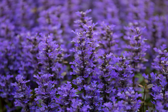 Ajuga reptans. Spring flowers of ajuga reptans. Blooming plants. Wild plants and flowers.