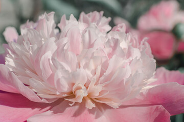 Beautiful pink peony flower close up. Spring floral card.