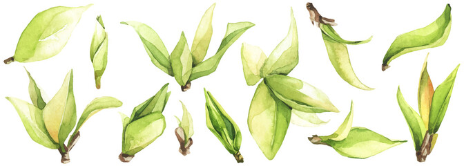 Watercolor floral set of green leaves, branches, twigs etc. Vector traced isolated greenery illustration. 