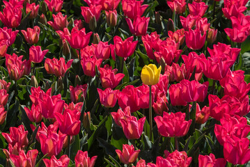 Julianadorp, Netherlands, May 2022. Blooming pink tulips against a background of blue sky.