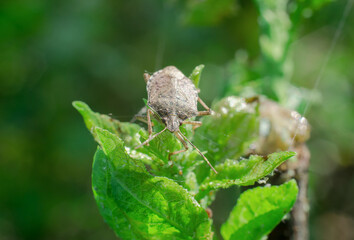 Brown stink bug on green leaves, close-up