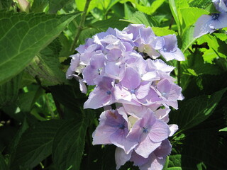 Light purple hydrangea	