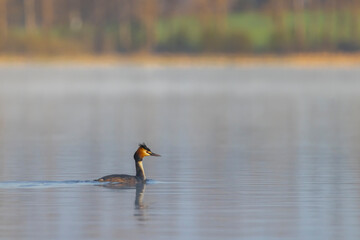 Great Crested Grebe (Podiceps cristatus), Southern Bohemia, Czech Republic