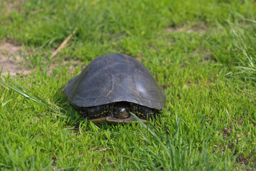 The turtle hid inside the shell, camouflaged in the green grass