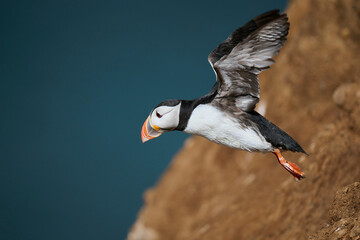 Penguin taking off. 