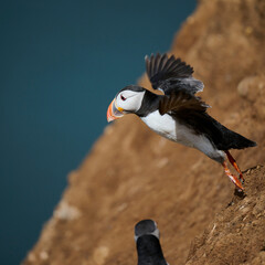 Penguin taking off with head of another in shot.