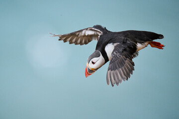 Puffin in flight.