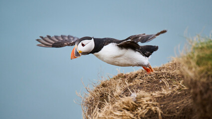 Puffin jumping off cliff