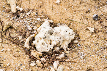 Coral on the sand at beach.