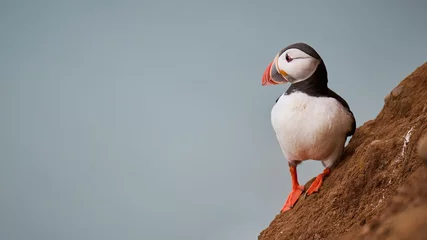 Papier Peint photo Macareux moine Puffin looking out to sea