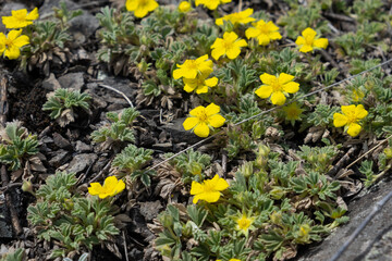 yellow mountain flowers reach for the sun