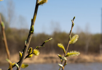 nature wakes up after winter