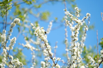 bees fly around a flowering tree