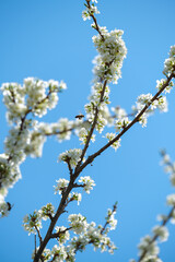 bees fly around a flowering tree