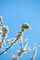 bees fly around a flowering tree