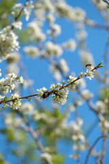 bees fly around a flowering tree