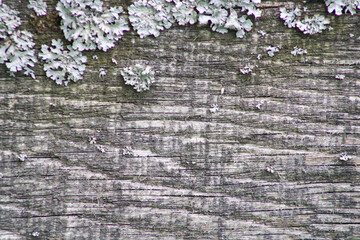 The texture of an old tree with a lich at the top