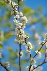 trees bloom with the advent of spring