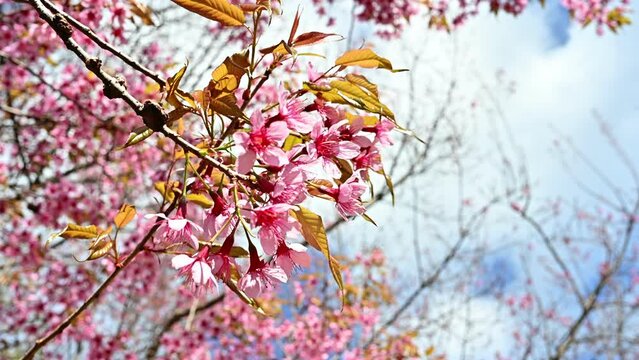 ฺBeautiful cherry blossom flowers (Sakura flower) blooming and moving by the wind. The cherry blossom is Japan's unofficial national flower.