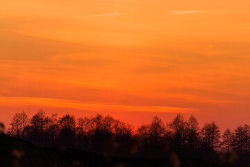 Fototapeta na wymiar silhouette of trees against the backdrop of sunset