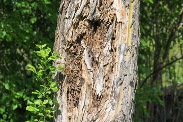 An old rotting tree against a background of blurred green bushes