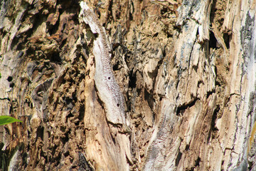 Old rotten wood texture in close-up