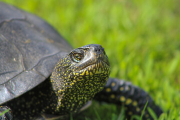 Turtle with yellow spots looking up