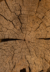 Cross section of a tree trunk. Wood background.