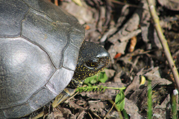Close-up of a freshwater turtle's head