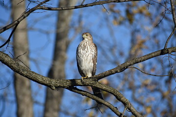 red tailed hawk