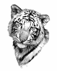 Baby Tiger Muzzle Sketch Vector Graphics